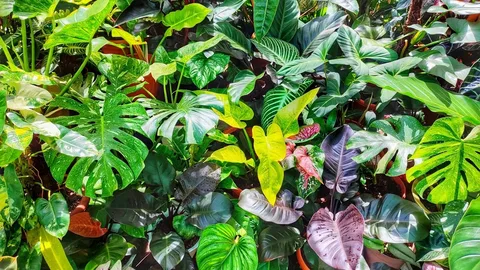 Collection de plantes rares et exotiques